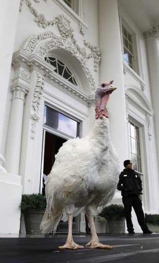 Năm nay, hai con gà tây may mắn tránh bị "lên thớt" là Liberty (Tự do) và Peace (Hòa bình). Tuy nhiên, trong buổi lễ ân xá hôm qua ở Nhà Trắng, chỉ có Liberty xuất hiện. Ảnh: AP